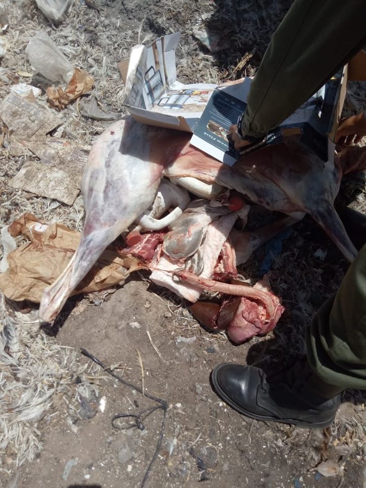 102863343 4144001822284621 3016684127267234820 o - أسفي كود | safigoud.com