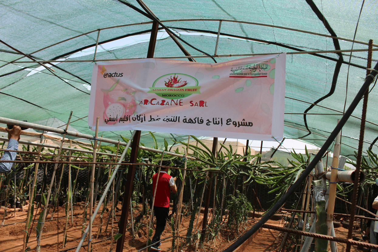 انتاج التنين - أسفي كود | safigoud.com