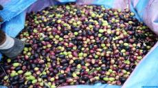 saison des olives, olives, olive, agriculteur, agriculture, huile d'olives,