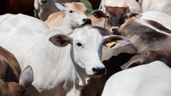 ترقب وصول ما بين 5000 و6000 رأس من الأغنام والأبقار الأجنبية إلى المغرب الأسبوع المقبل