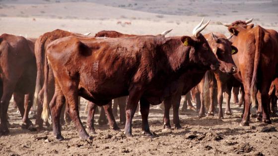 وزير الفلاحة : ما راج حول الأبقار البرازيلية مغالطات