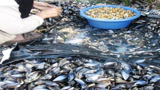 وزارة الصيد البحري تحذر من جمع واستهلاك صدفيات و “بوزروكَ” ديال منطقة الكاب البدوزة نواحي آسفي
