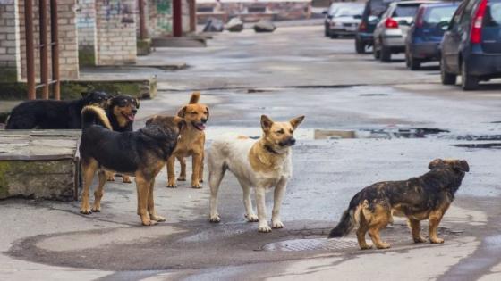 ظاهرة الكلاب الضالة: وزارة الداخلية رصدت 70 مليون درهم خلال 5 سنوات