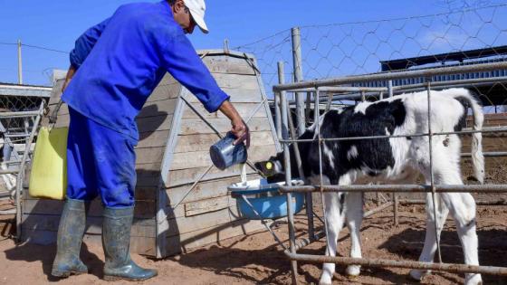 وزارة الداخلية تمنع ذبح الأبقار دون الأربع سنوات بالمجازر والمهنيون متخوفون