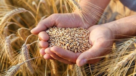 بايتاس: الحكومة مستمرة في دعم القمح رغم الارتفاع في الأسواق العالمية