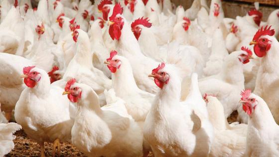 قفزة أخرى جديدة في أسعار الدجاج بالمغرب وثمن الكيلوغرام قد يتخطى 30 درهما