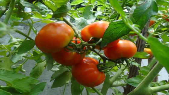 استمرار وقف تصدير البطاطس والبصل وتحديد تصدير 40 طنا يوميا من الطماطم نحو موريتانيا والسنغال وغامبيا ومالي وبوركينافاسو وكوت ديفوار والنيجر