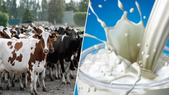 أزمة الحليب.. تدابير الحكومة