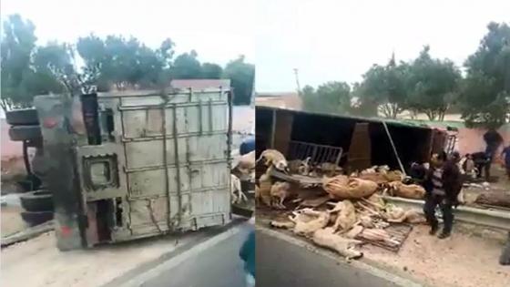 فيديو : اصطدام بين شاحنة محملة بالأغنام وسيارة على مشارف جمعة اسحيم باقليم آسفي