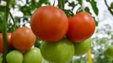 مطالب بدعم الفلاحين وتسهيل التمويل البنكي