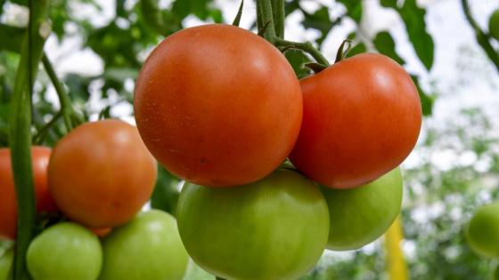 مطالب بدعم الفلاحين وتسهيل التمويل البنكي