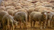 في مقدمتها “فضيحة استيراد الأغنام”.. مطالب للنيابة العامة بإحالة كل ملفات الفساد على القضاء