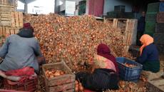 رئيس المنتجين : العرض من البصل سيغطي الطلب في رمضان