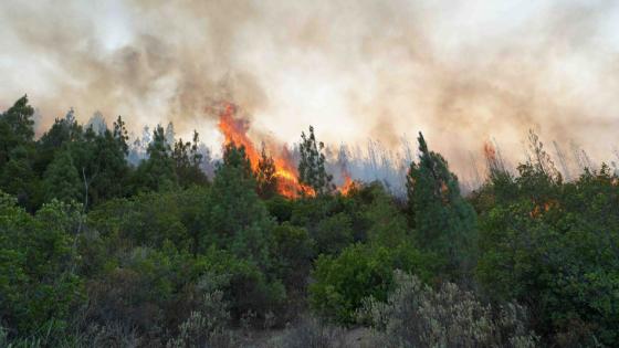 حرائق الغابات.. تحذيرات من مخاطر متوسطة إلى شديدة