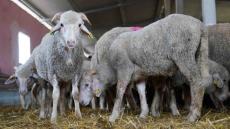 عيد الأضحى .. المغرب يستورد أزيد من 106 آلاف رأس