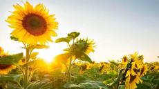 نشرة إنذارية. حرارة مفرطة ستتجاوز 48 درجة وأمطار رعدية قوية