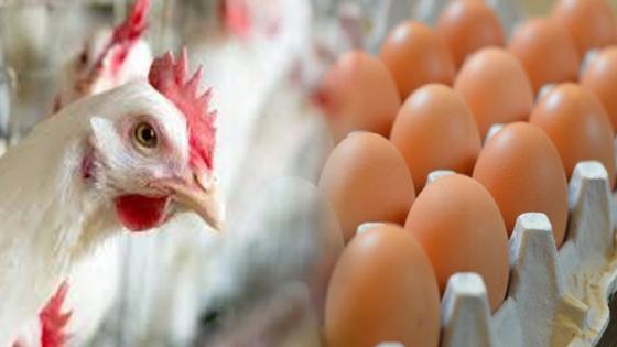 وزير الفلاحة يقول إن أسعار الدجاج والبيض غادي ترجع إلى “مستويات معقولة” وفي متناول المواطنين.