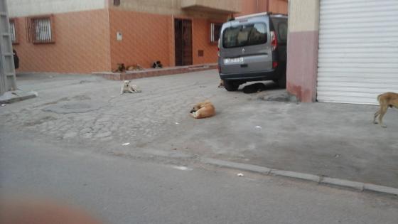 بالصور: كلاب تقتحم أزقة وشوارع حي أنس بآسفي ومواطنون يناشدون المجلس البلدي التدخل لإنقاذهم