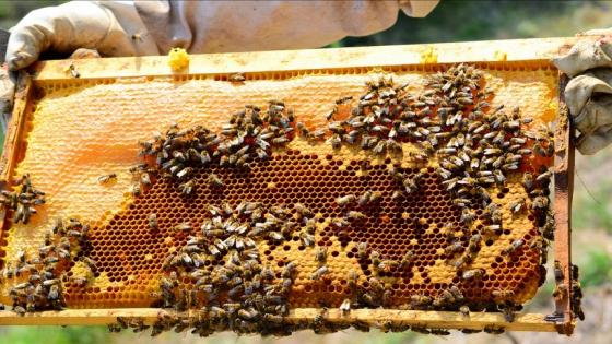 اختفاء النحل من المناحل ببعض المناطق.. ظاهرة جديدة استبعدت التحريات الأولية أن يكون سببها مرض ما (أونسا)