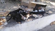 بالصور: في ذكرى تأسيس الأمن الوطني…ضابط أمن بآسفي يكرس جهوده للعناية بالقطط المشردة