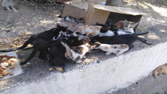 بالصور: في ذكرى تأسيس الأمن الوطني…ضابط أمن بآسفي يكرس جهوده للعناية بالقطط المشردة