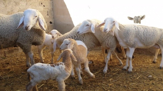 بهدف الحفاظ على القطيع الوطني.. منع ذبح إناث الأغنام والماعز بالمغرب لمدة عام