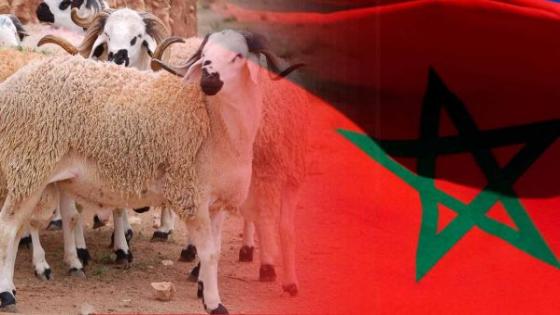 رسميا.. وزارة الأوقاف والشؤون الإسلامية تعلن أن عيد الأضحى المبارك هو يوم السبت 07 يونيو المقبل