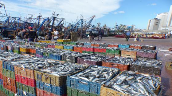 ارتفاع حجم منتجات الصيد البحري في ميناء آسفي