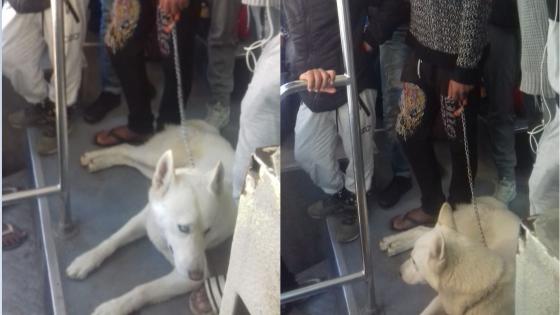 فيديو : في انتظار طوبيسات جداد…الكلاب ترافق المواطنين بآسفي داخل حافلات النقل الحضري