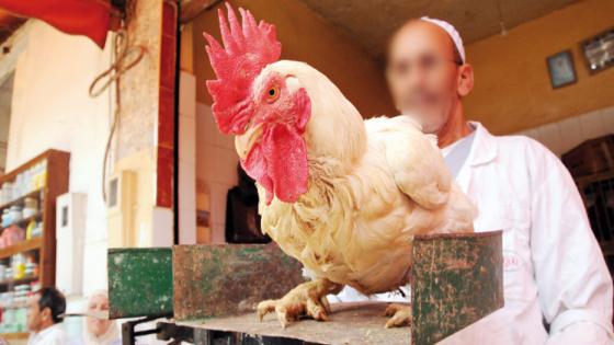 رئيس فيدرالية قطاع الدواجن: ثمن الدجاج غادي ينقص في رمضان وغادي يكون متوفر وفق مطالب المواطنين