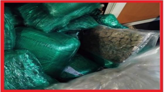 عثر بحوزتهما على أزيد من 133 كيلوغراما من مخدر “الماريخوانا”.. توقيف كنديين في مطار محمد الخامس