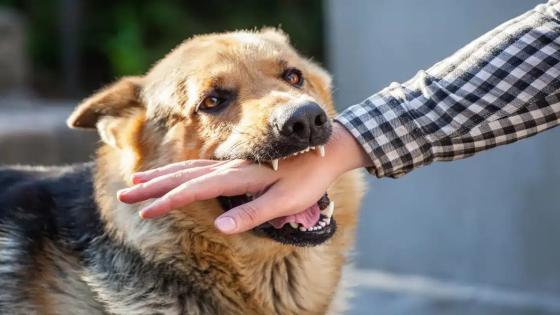 33 حالة وفاة بالسعار وأكثر من 100 ألف حالة عض وخدش ناجمة عن الكلاب الضالة..وزارة الداخلية تنشئ أكثر من 20 مركزاً مخصصاً للحيوانات الضالة إلى غاية غشت الماضي