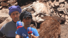 فيديو : خطير بجماعة اولاد سلمان.. “كلاب هاجمت مواطنين وكلات ليهم الغنم والقايد قال لينا مامساليش ليكم