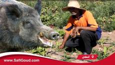 فيديو : الحلوف يطارد مزارعي الخضروات بمنطقة احرارة ..”كيخلي لينا غير التراب وفين ماكانت الخضرة ياكلها”