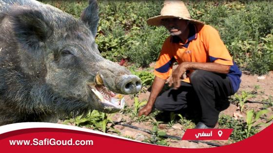 فيديو : الحلوف يطارد مزارعي الخضروات بمنطقة احرارة ..”كيخلي لينا غير التراب وفين ماكانت الخضرة ياكلها”