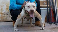 فاس .. استعمال الرصاص لتوقيف شخص هدد مواطنين بكلبه