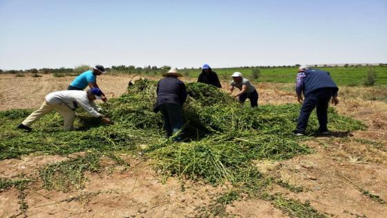 النعناع الملوث.. إحالة المزارعين على النيابة العامة وتدمير محاصيل بجهة مراكش آسفي