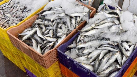 ارتفاع أسعار السردين.. مطالب بفتح تحقيق في مسارات التسويق وهوامش الربح