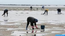 الصويرة…حظر جمع وتسويق المحار ذي الصدفتين بمنطقة أم الطيور-شويكة