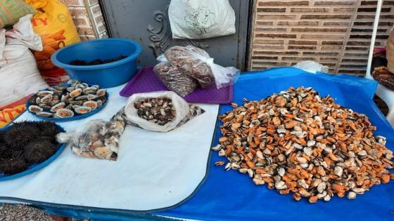 وزارة الصيد البحري تحظر وتمنع جمع وتسويق “بوزروكَ” ديال منطقة البدوزة باقليم آسفي