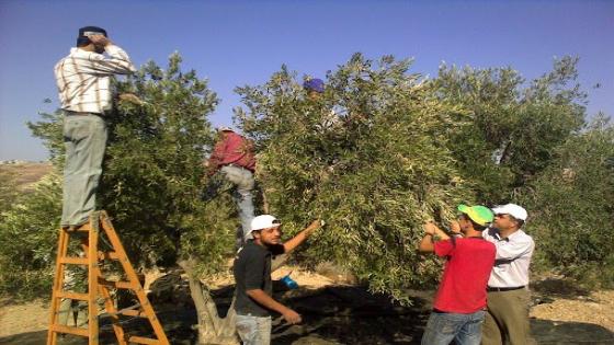 زراعة الزيتون بجهة مراكش آسفي .. قطاع مقاوم للظروف المناخية الصعبة