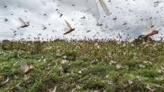 وزارة الداخلية:الرفع من درجات اليقظة والتعبئة والتأهب لمواجهة كل التحديات المتعلقة بانتشار الجراد