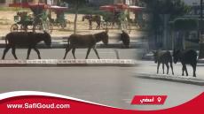 فيديو صادم…الحمير تنوب عن العمدة البداوي في تفقد أحوال المدينة