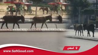 فيديو صادم…الحمير تنوب عن العمدة البداوي في تفقد أحوال المدينة