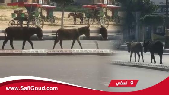 فيديو صادم…الحمير تنوب عن العمدة البداوي في تفقد أحوال المدينة