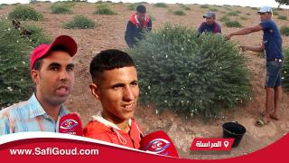 فيديو : انتعاش في جني “الكبار” بجماعة المراسلة وشباب المنطقة يكشفون اكراهات الجني