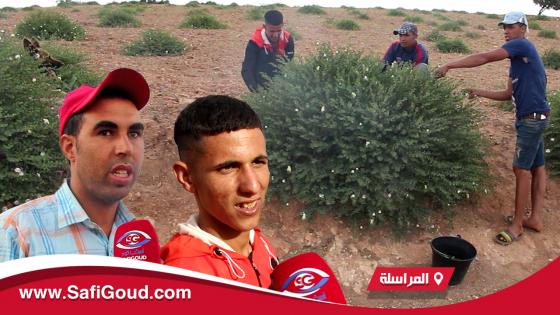 فيديو : انتعاش في جني “الكبار” بجماعة المراسلة وشباب المنطقة يكشفون اكراهات الجني