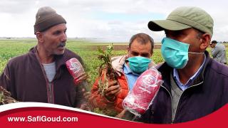 فيديو:فلاحي جماعة لحضر..غادي نخسرو 700 هكتار من الشمندر حيت معطوناش الما باش نسقيو وكوسومار تتحمل المسؤوية