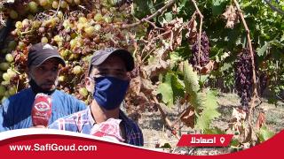بالصوت والصورة : منتجي العنب باقليم آسفي تكبدوا خسائر فادحة وخسروا أموال طائلة