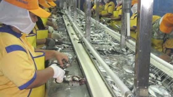 الكونفدرالية المغربية للصيد الساحلي بالمغرب تطالب بإعادة فتح معامل تصبير السمك بآسفي